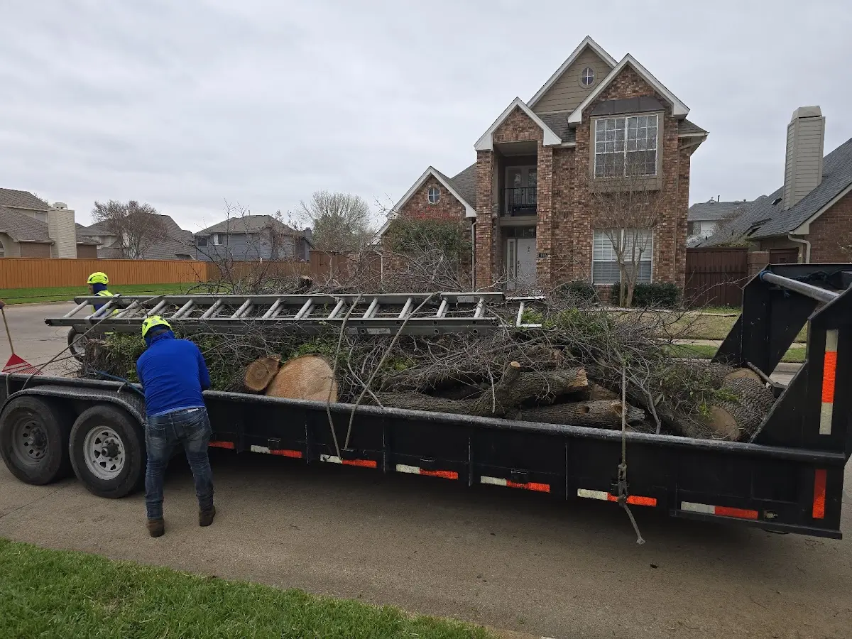 Expert Tree Removal with proper safety equipment in Timnath